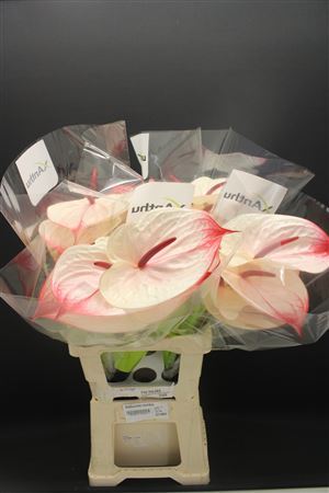 Anthurium Cumbia 14Ø