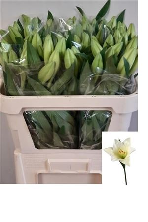 Lily Lf Watch Up 70cm 1+