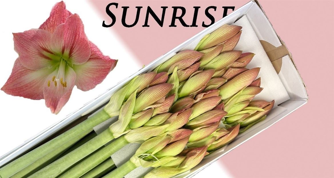 Hippeastrum Sunrise 70cm