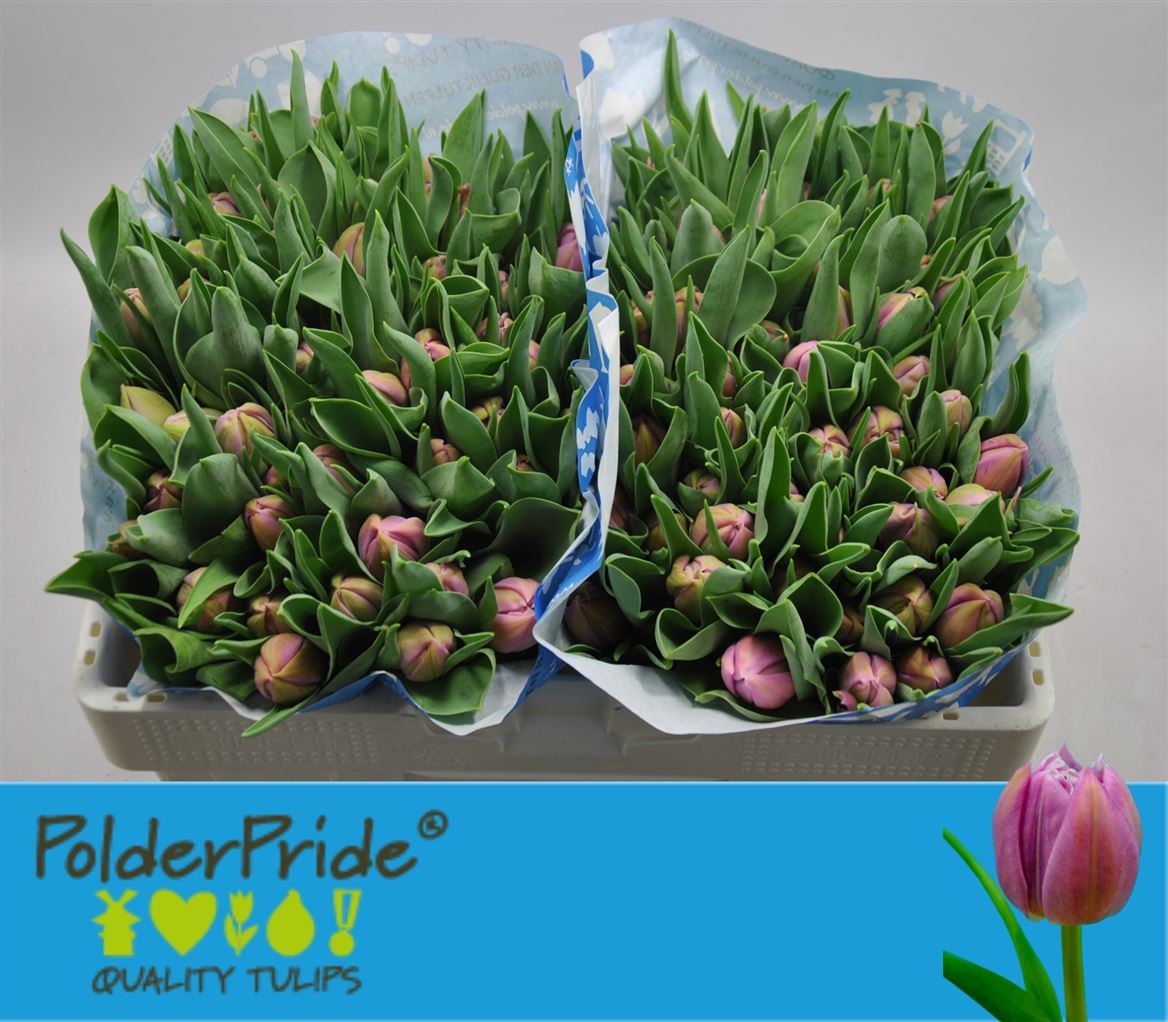 Tulipa Double Katinka 35cm 36gram