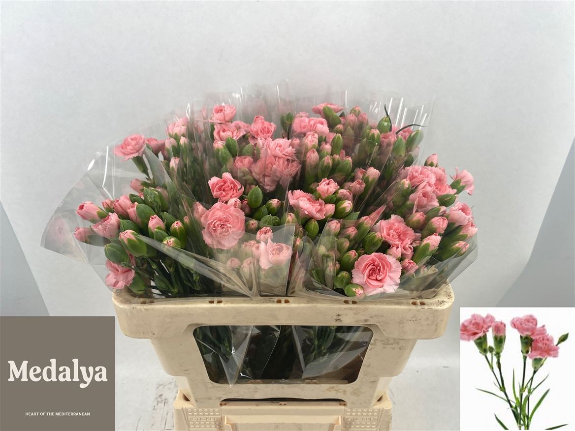 Dianthus Spray Montana 55cm