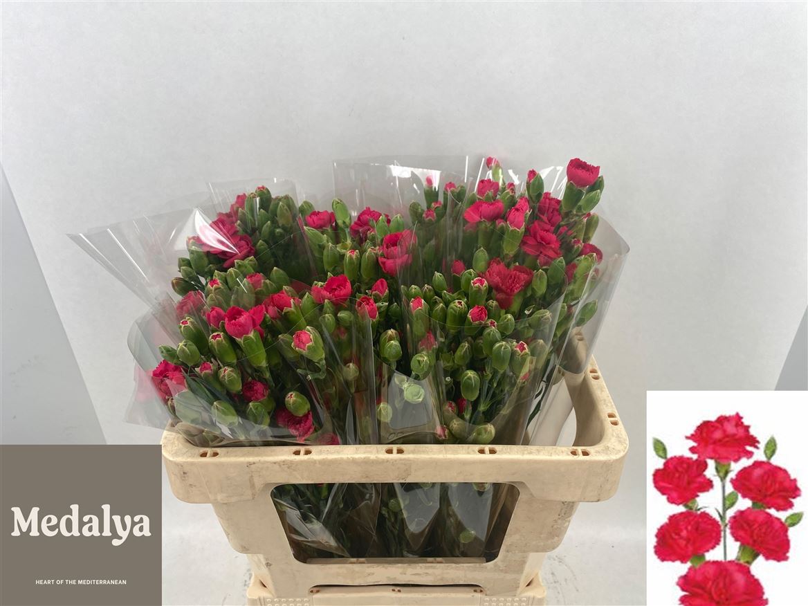 Dianthus Spray Picasso 55cm