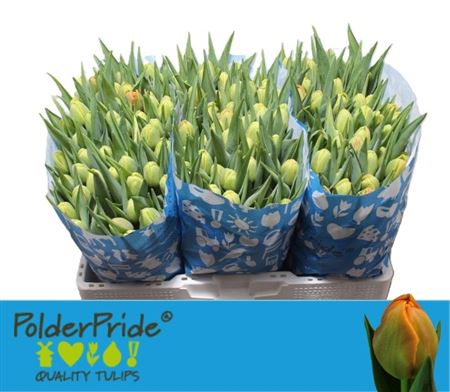 Tulipa Double Icoon 38cm 36gram