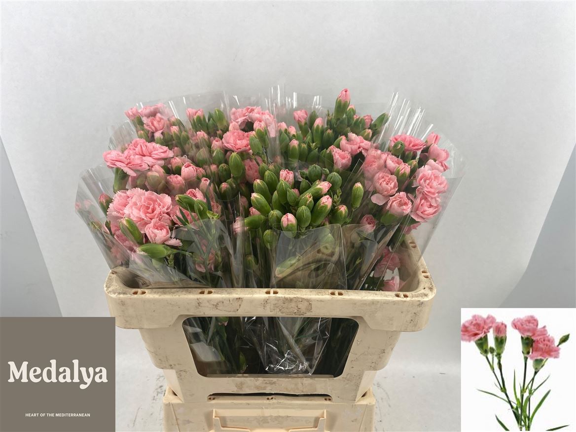 Dianthus Spray Montana 55cm