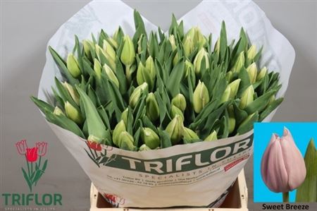 Tulipa Sweet Breeze 43cm 44gram