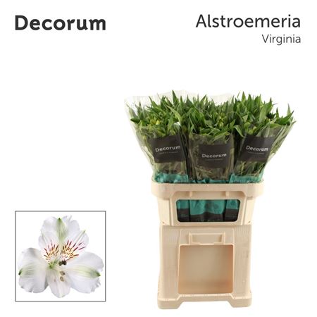 Alstroemeria Virginia 75cm 50gr.