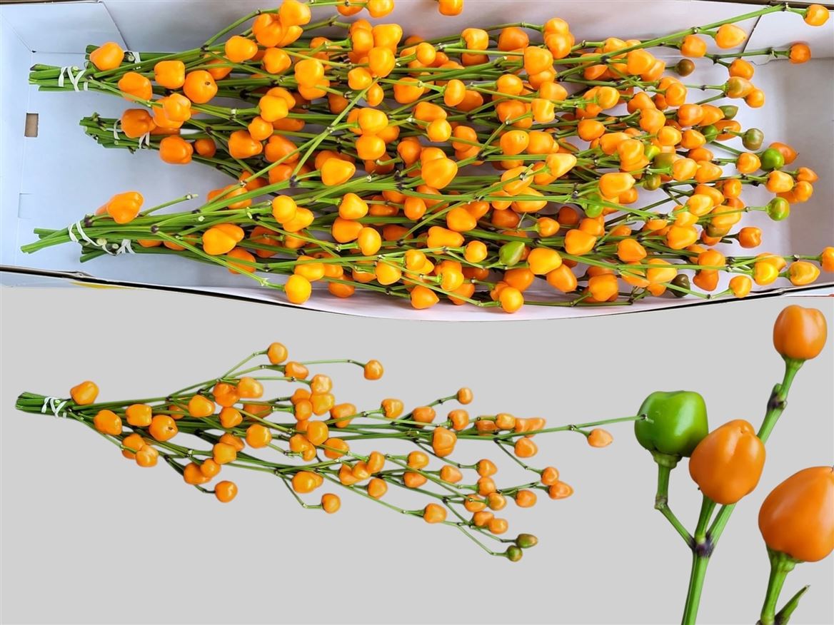 Capsicum Orange Per Bunch