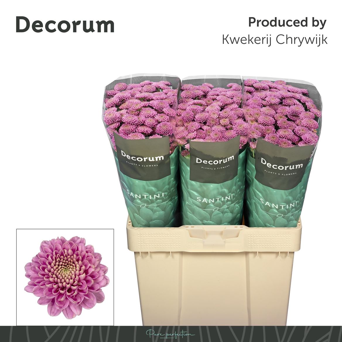 Chrysanth Santini Ellison Pink 55cm 42gr.