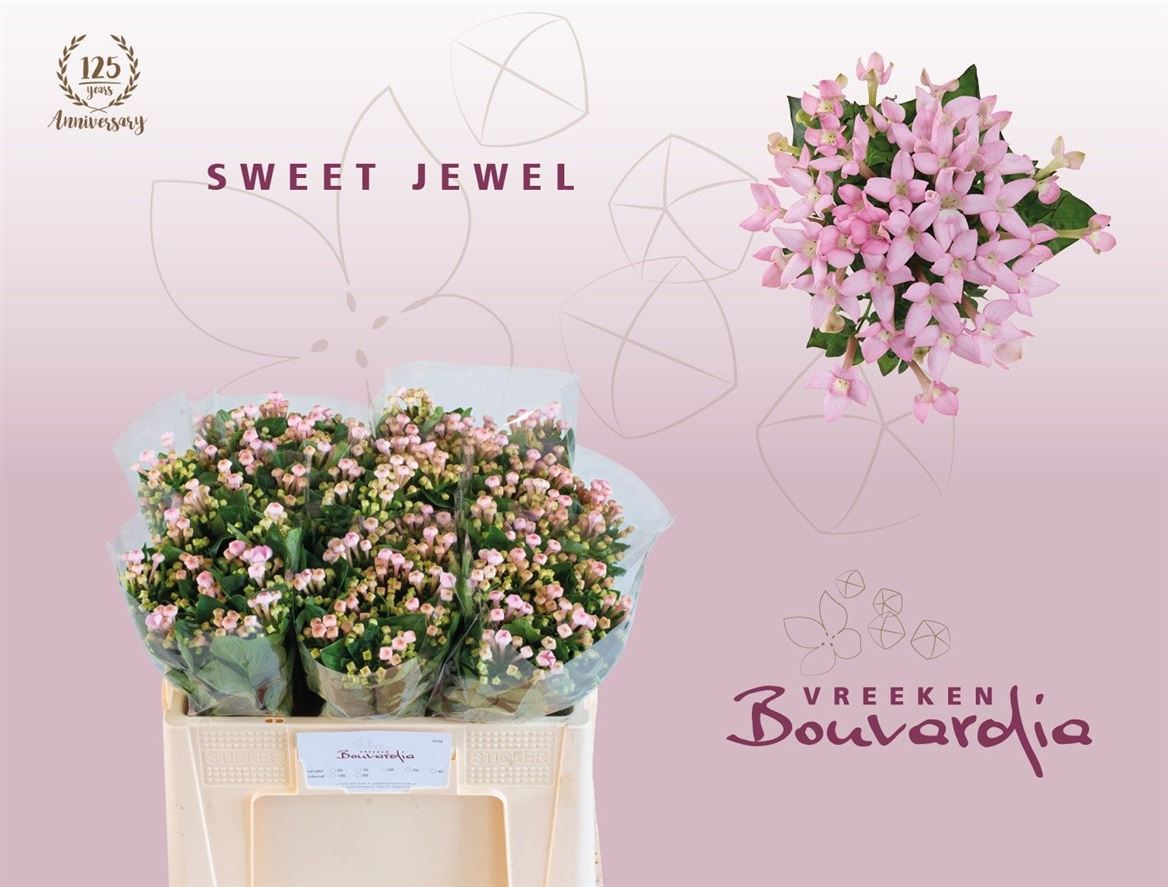 Bouvardia Single Sweet Jewel 50cm