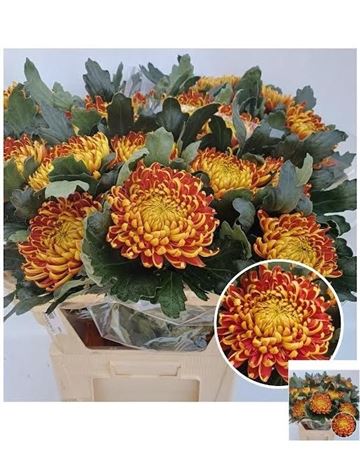 Chrysanth Single Fuego 80cm 125gr.