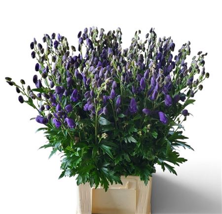 Aconitum Carmichaelii Arendsii 95cm