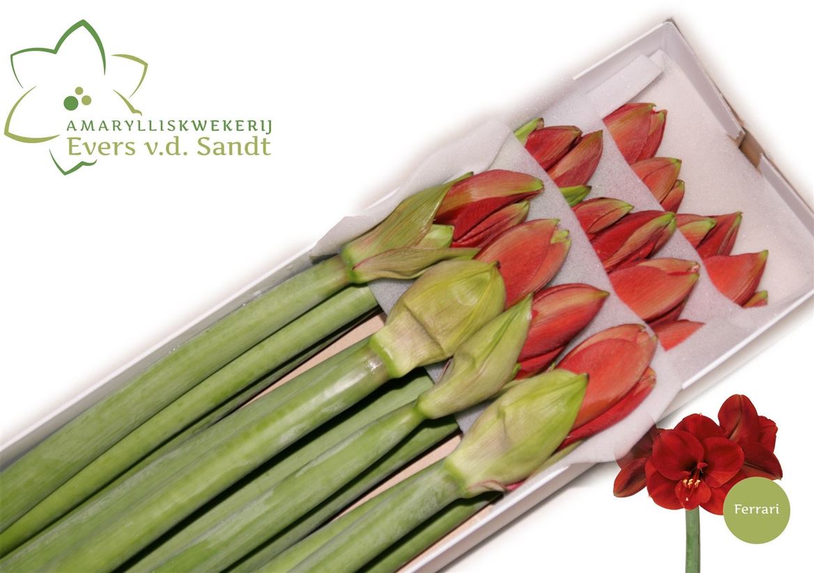 Hippeastrum Ferrari 80cm
