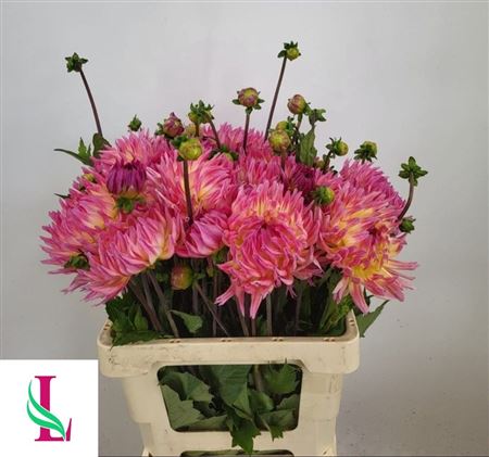 Dahlia Karma Sangria 60cm