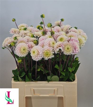 Dahlia Light Wizard 55cm