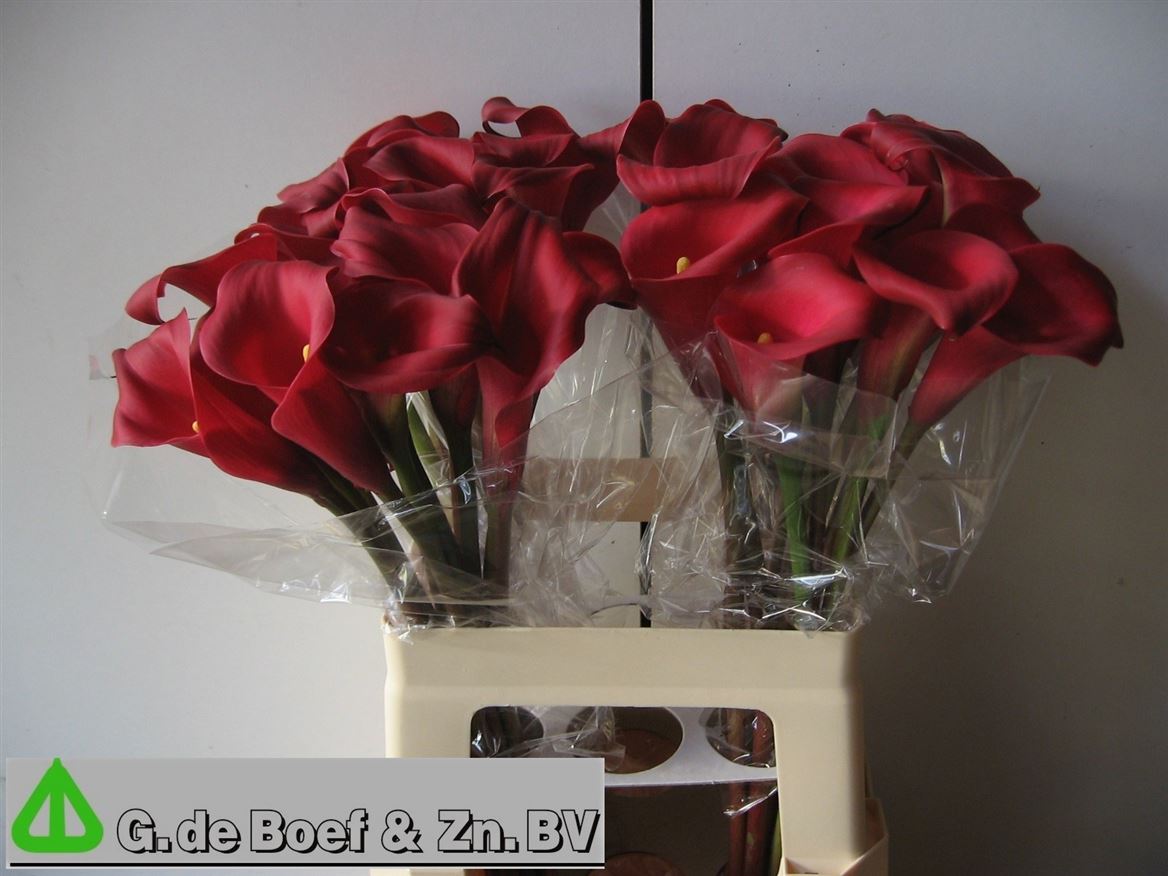 Calla Nashville 60cm