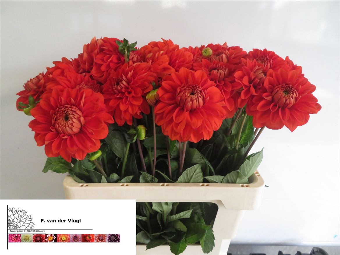 Dahlia Happy Halloween 55cm
