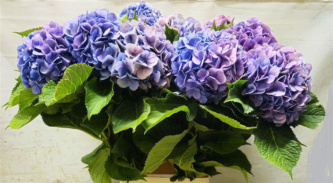Hydrangea Bodensee Blue 100cm 18Ø