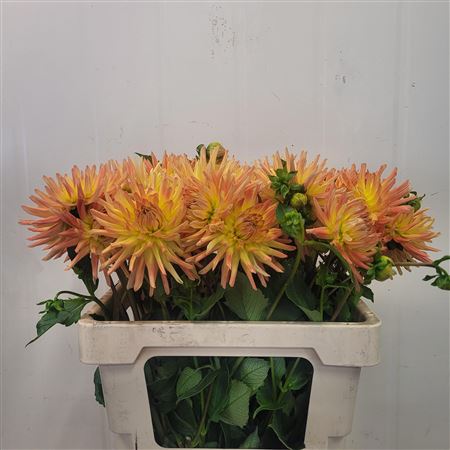 Dahlia Aloha