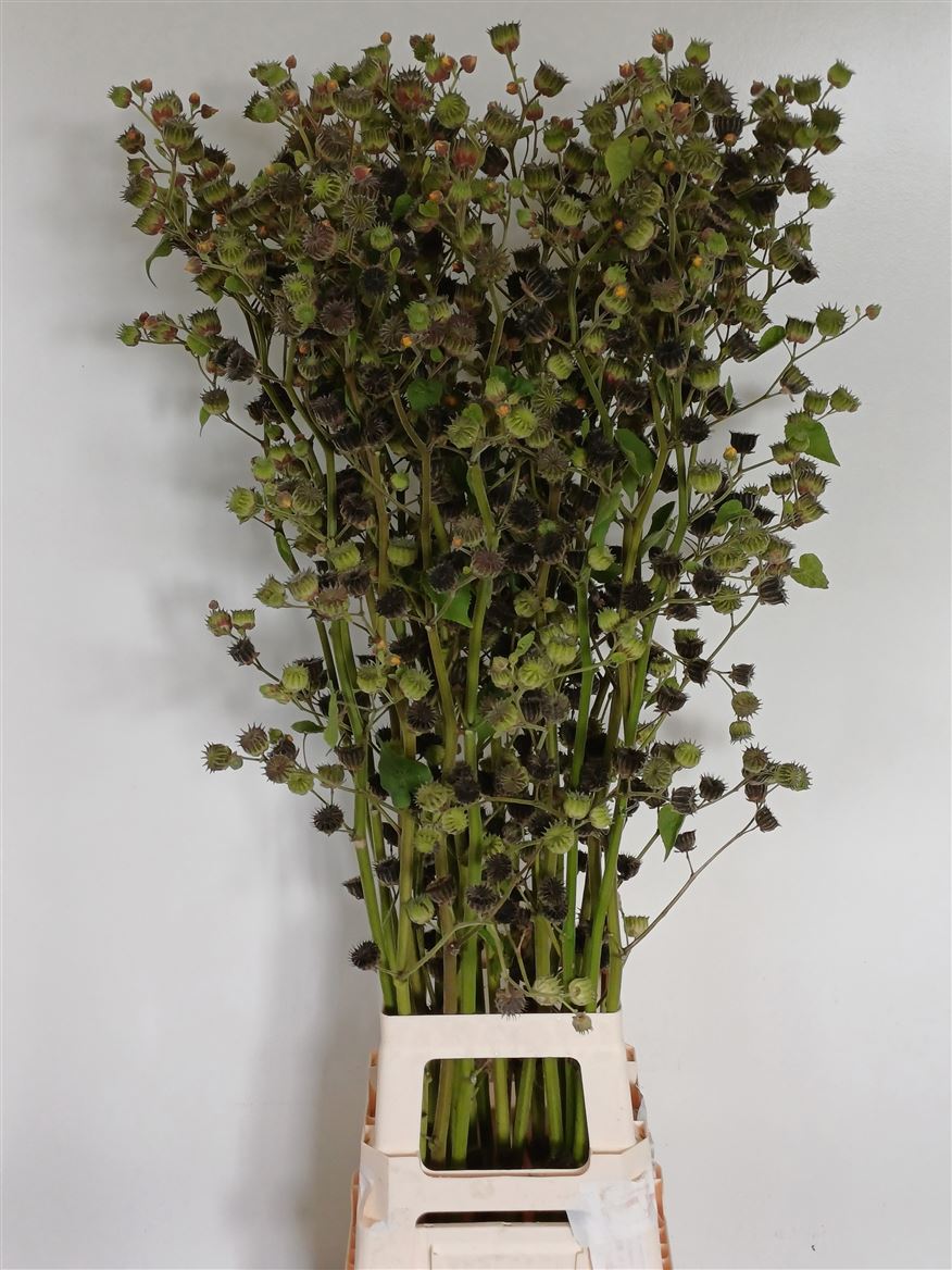Lavatera 120cm