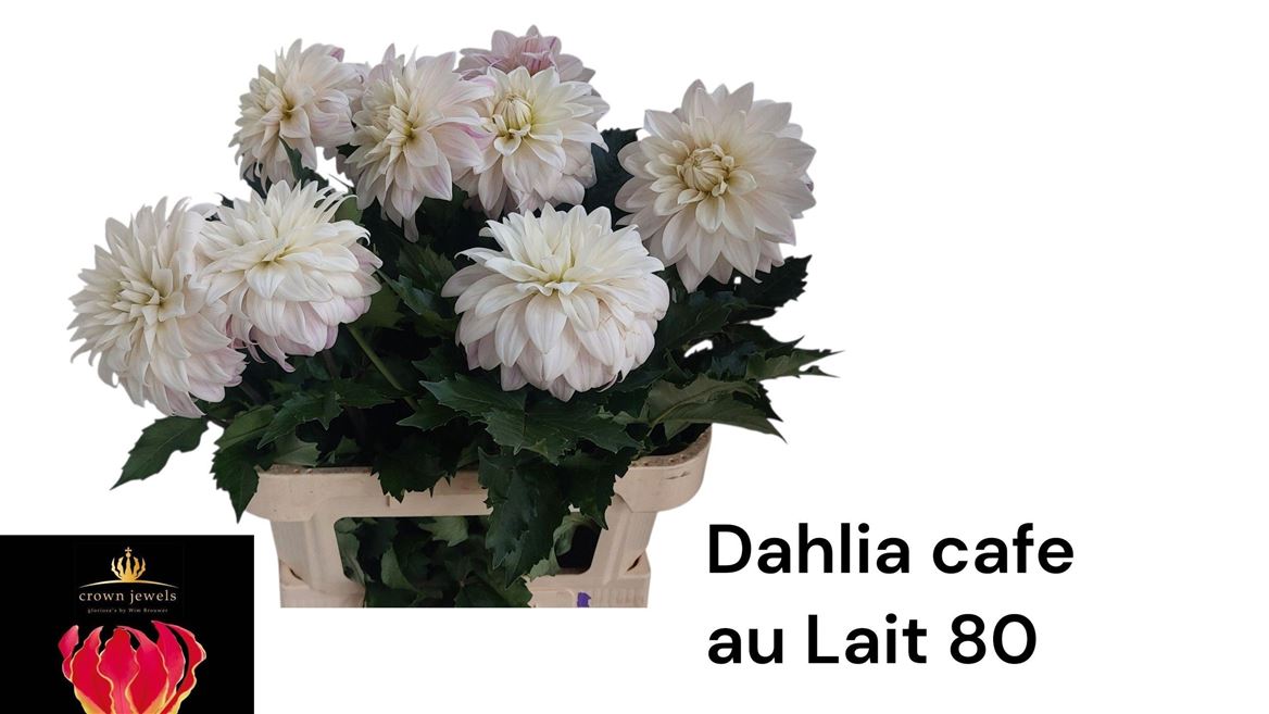 Dahlia Café Au Lait 80cm