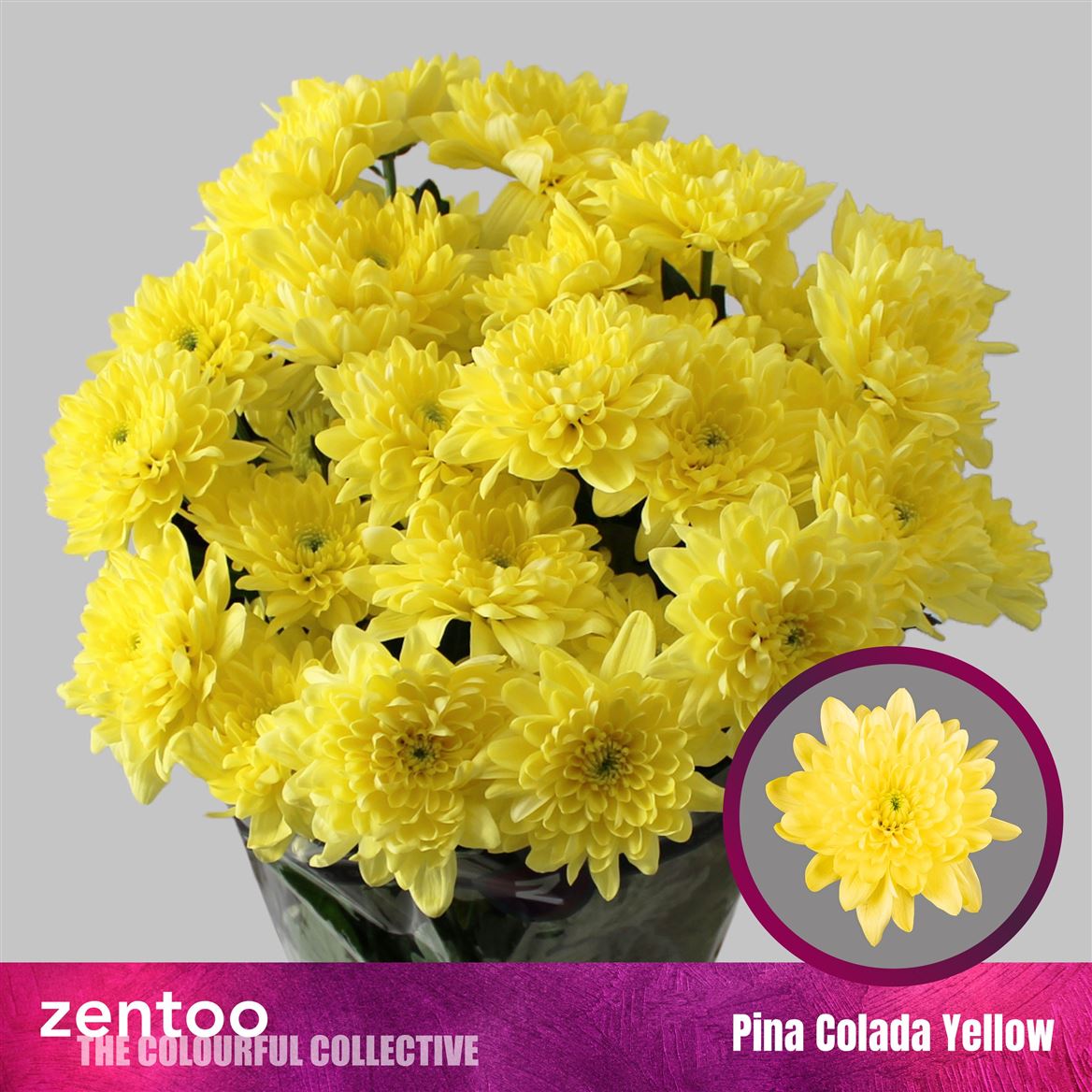 Chrys Spray Pina Colada Yellow 105gram