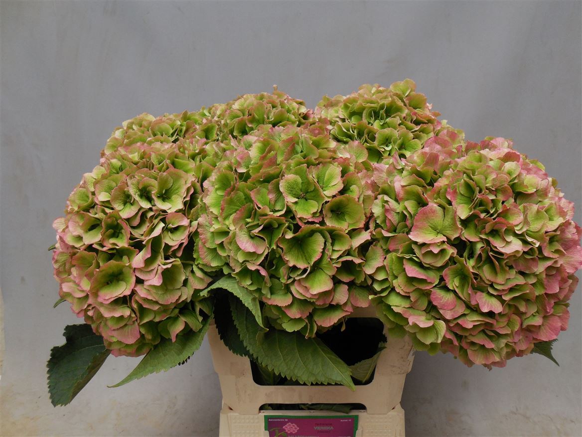 Hydrangea Verena Classic 60cm 20-22cm Hd