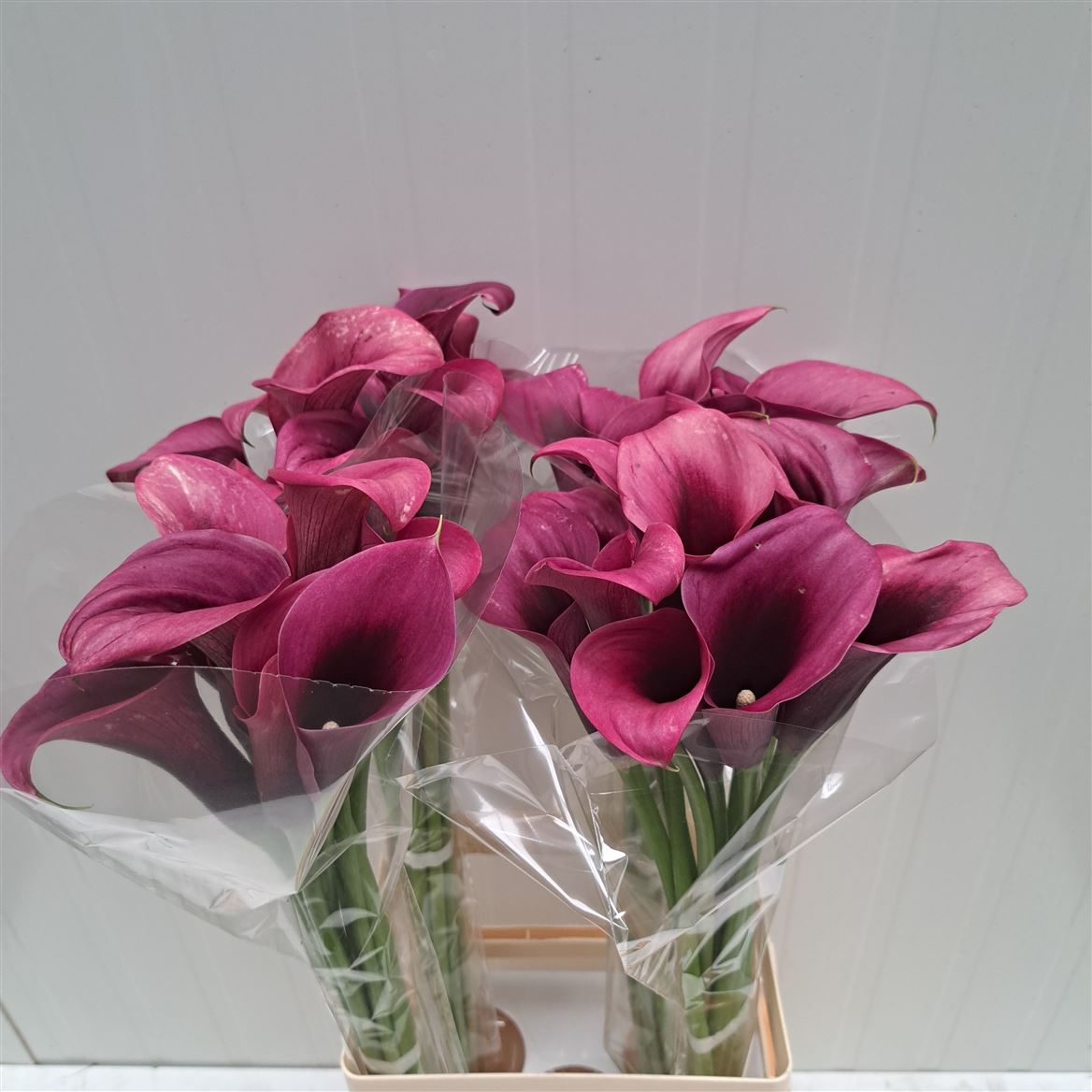 Calla Accent 70cm