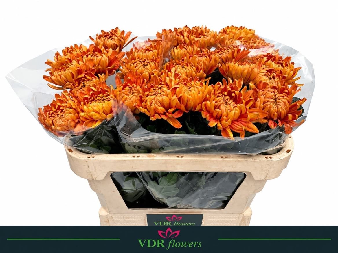 Chrysanth Single Astro 70cm 90gr.