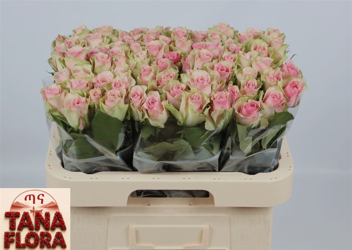 Rosa Belle Rose 60cm