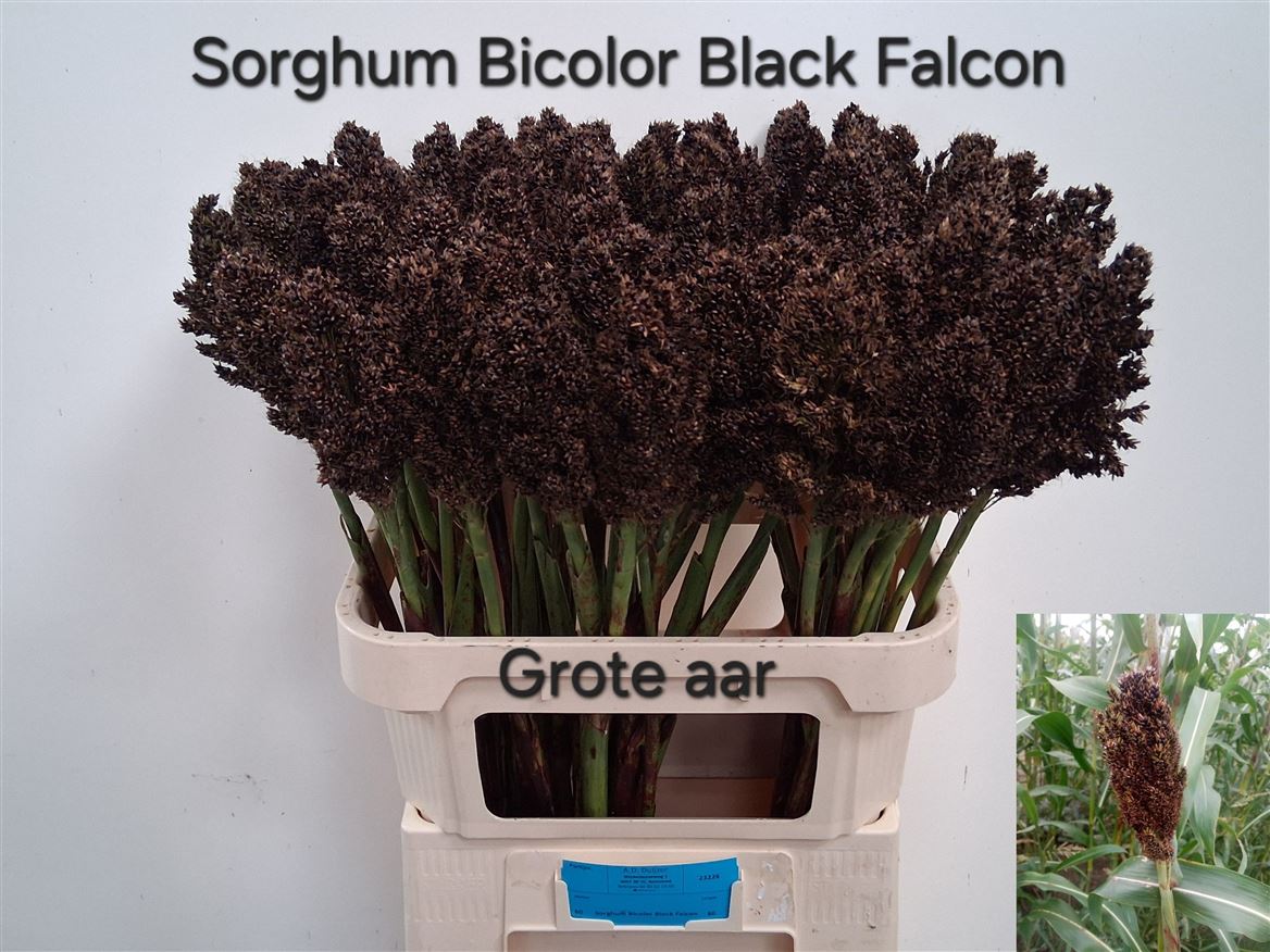 Sorghum Bicolor