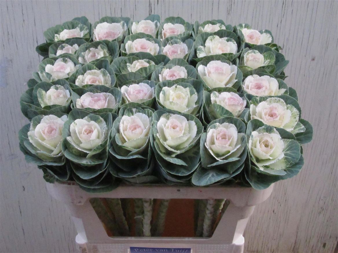 Brassica Empire Anna 70cm