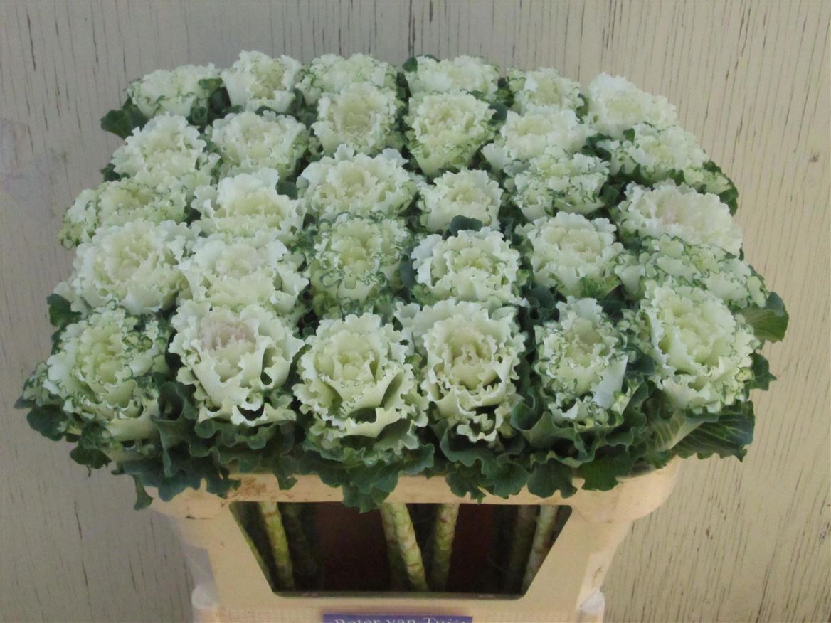Brassica White Lady 70cm