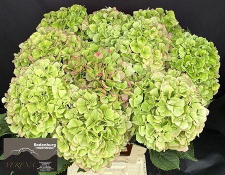 Hydrangea Verena Classic 65cm 19-21cm Hd
