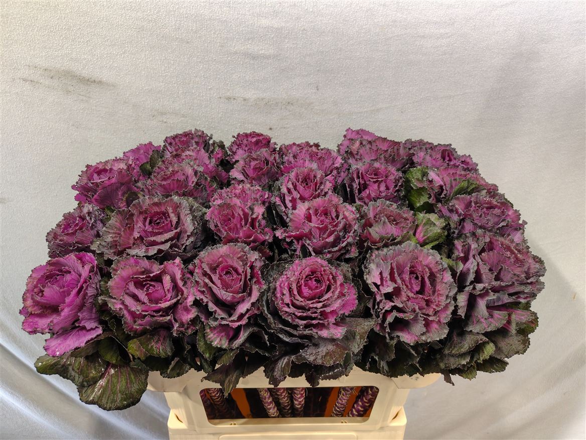 Brassica Elegance 70cm