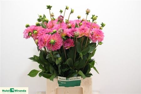 Dahlia Esli 45cm