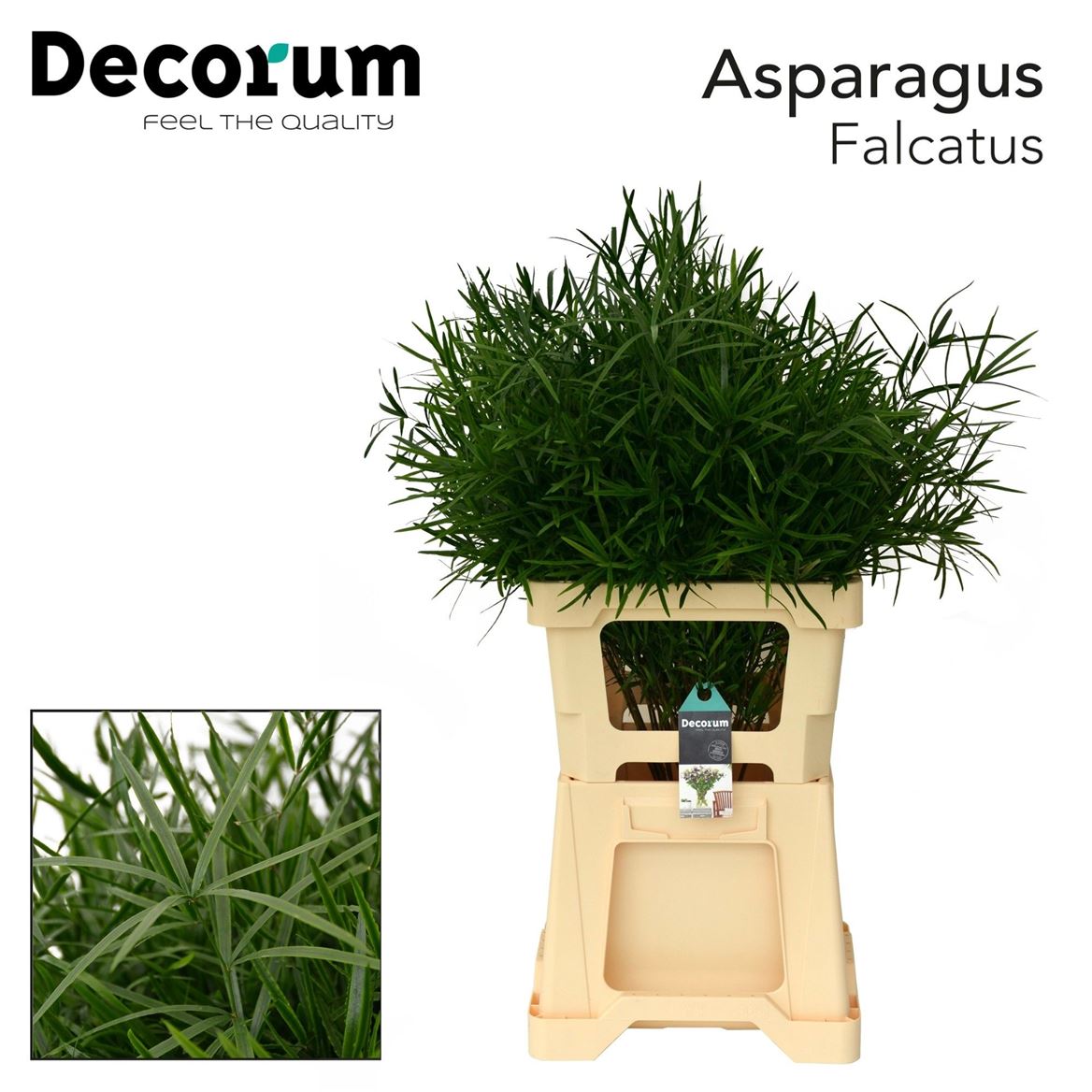 Asparagus Falcatus 65cm