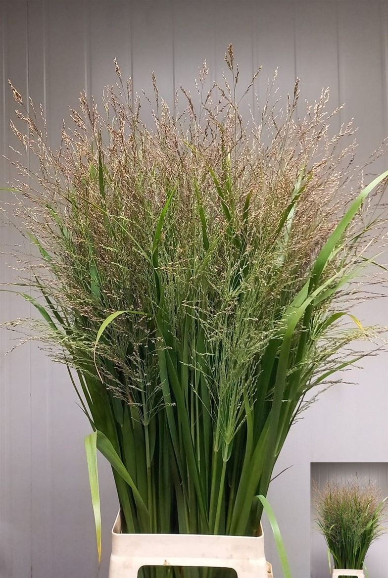 Panicum Thundercloud 100cm