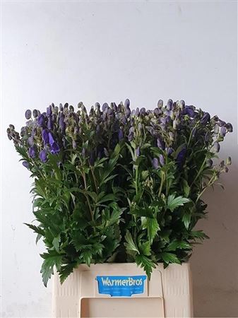 Aconitum Carmichaelii Arendsii 80cm