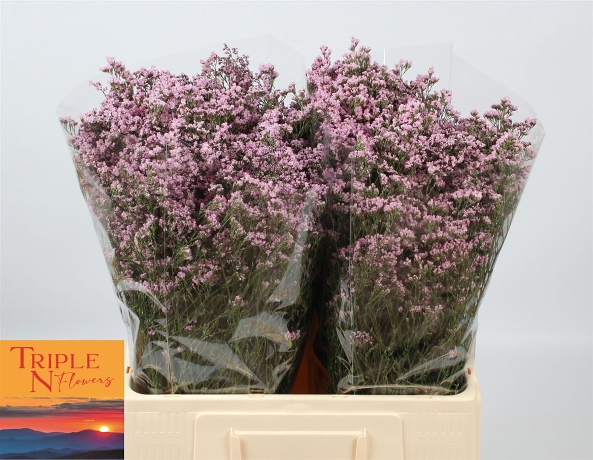 Limonium Safora Oshi Pink 60cm 20gr.