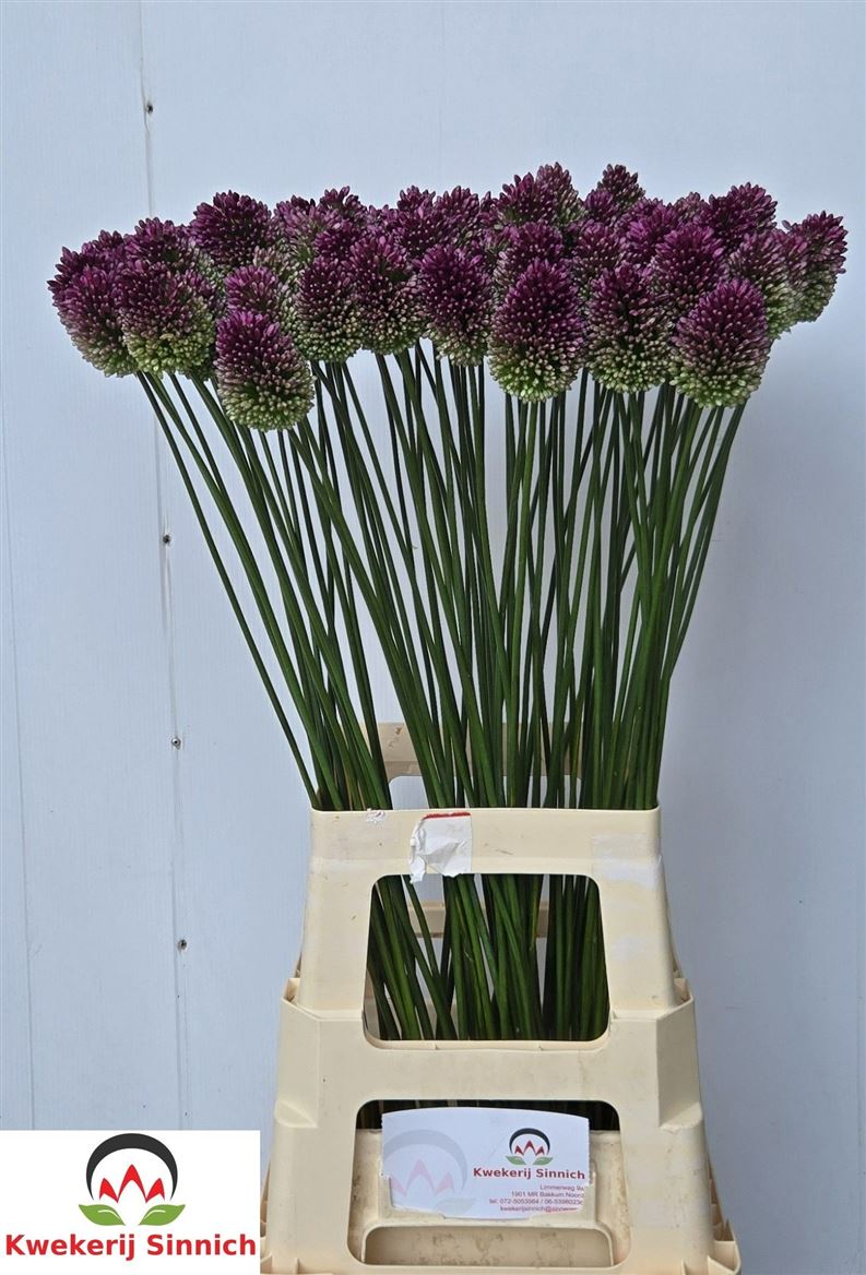 Allium Sphaerocephal 80cm