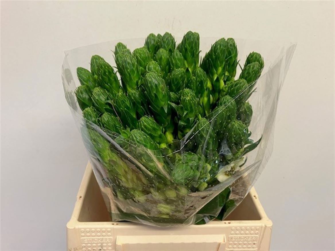 Ornithogalum Thyrsoides Milky Way 40cm