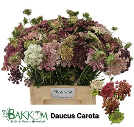 Daucus Carota Dara