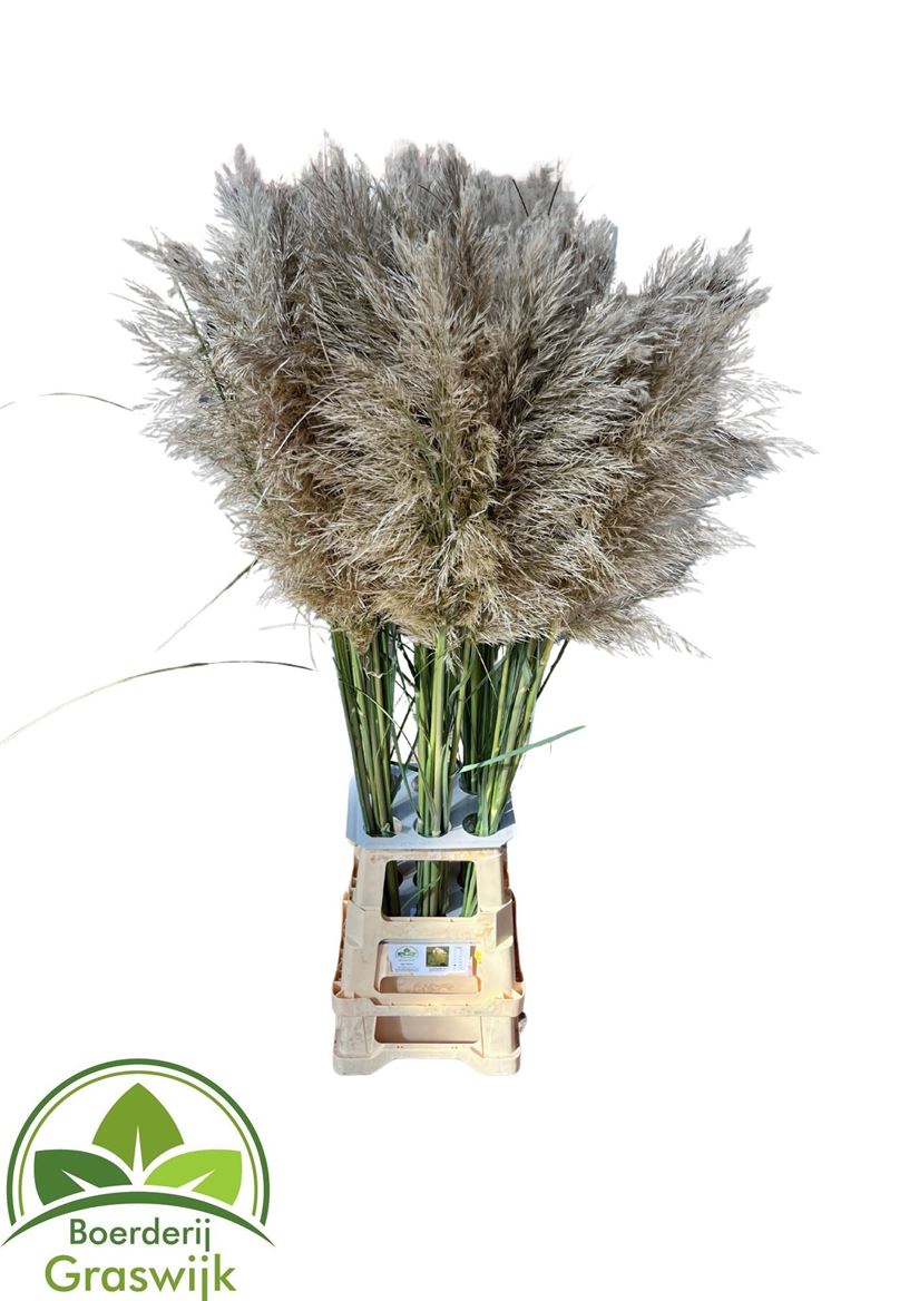 Cortaderia 130cm