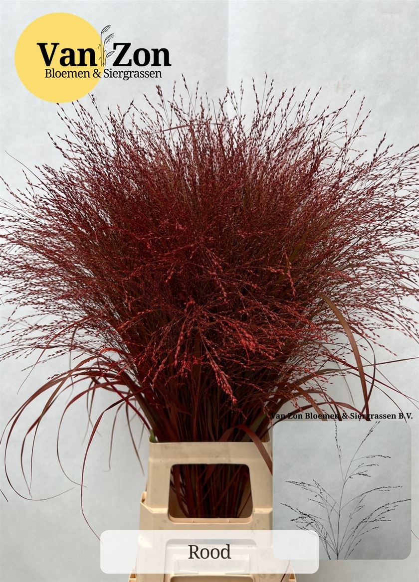 Painted Greenery Per Bunch 100cm