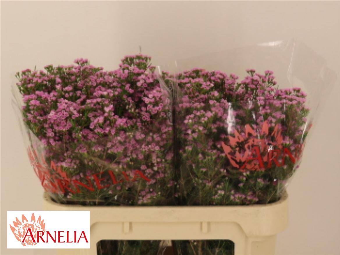 Chamelaucium Pirouette 70cm 45gr.