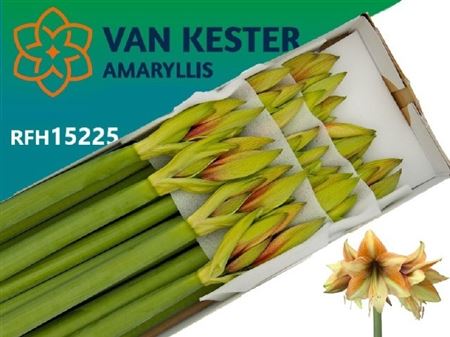 Hippeastrum Mocca 80cm