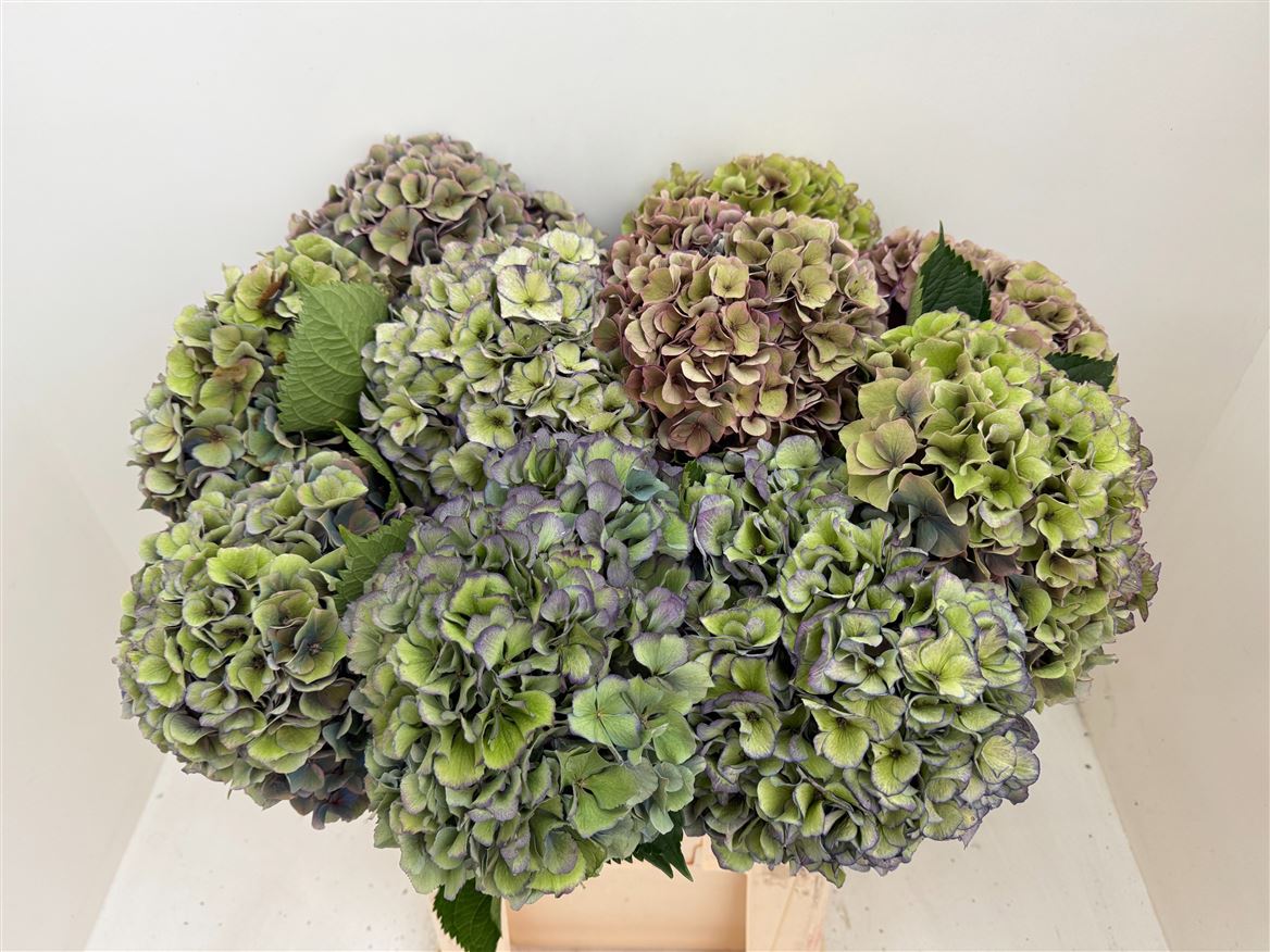 Hydrangea Dazzling Dazzle Classic 80cm 23-25cm Hd