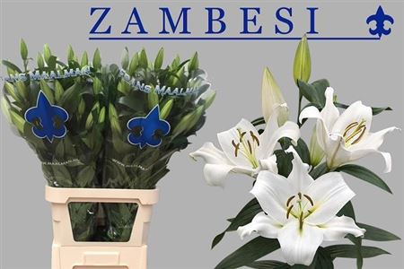 Lily Oriental Zambesi 105cm 5+