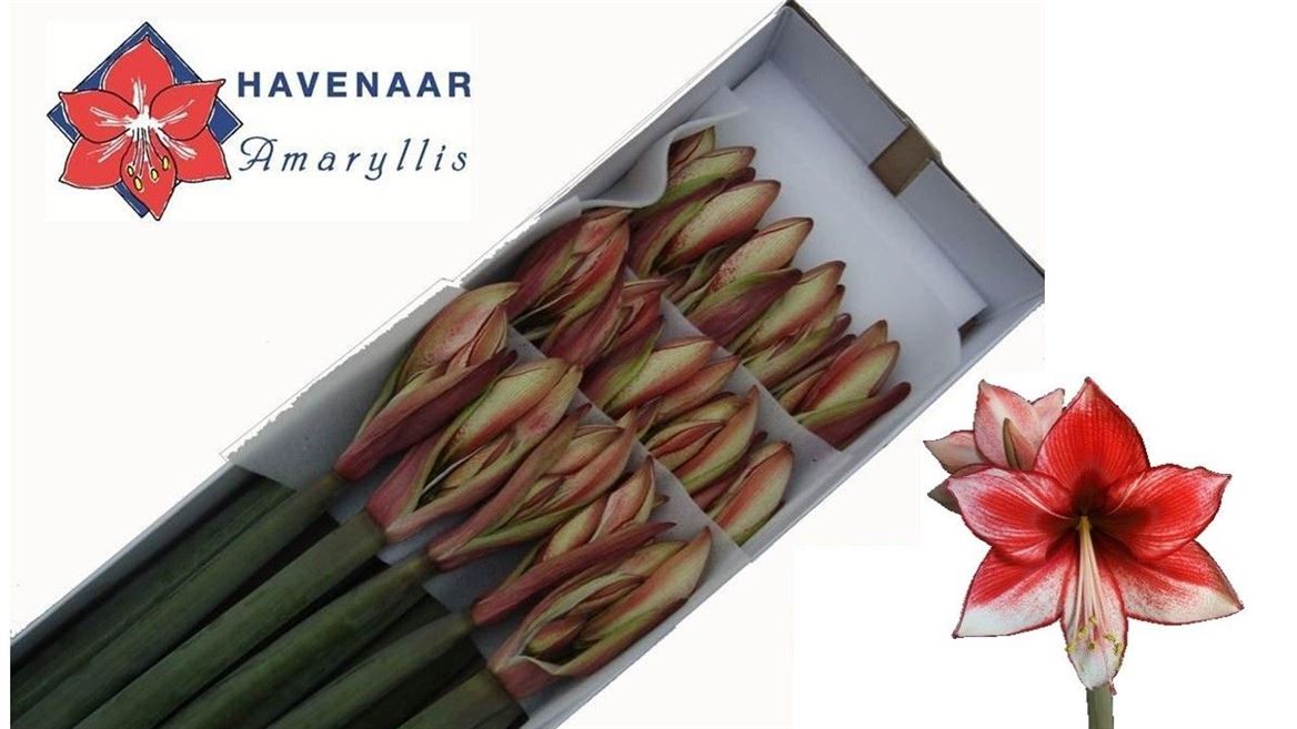 Hippeastrum Charisma 75cm
