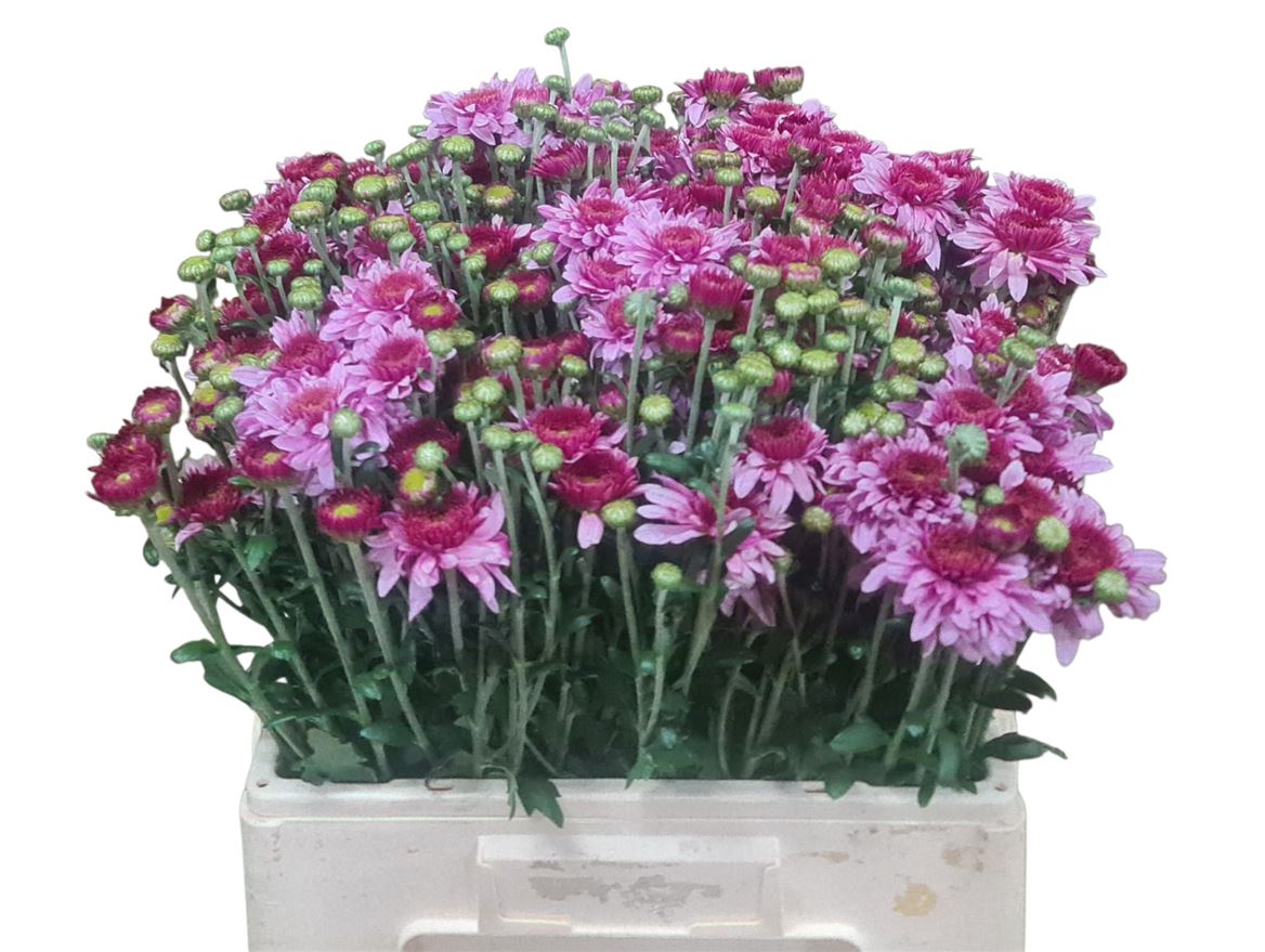 Chrysanth Spray Beppie 55cm 40gr.
